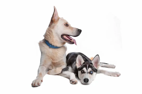Dwa psy rasy mieszanej — Zdjęcie stockowe