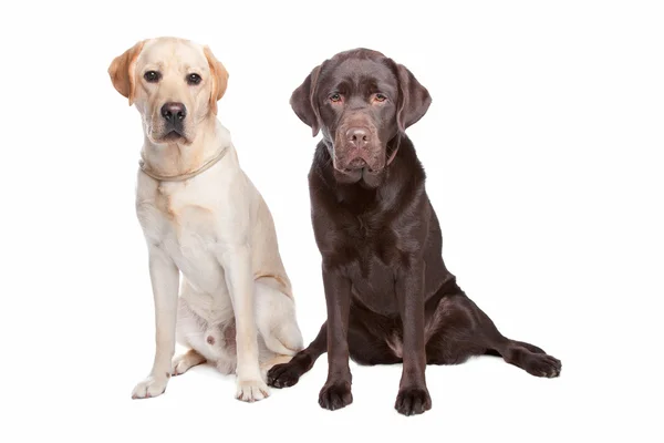 Dois Labrador retrievers — Fotografia de Stock