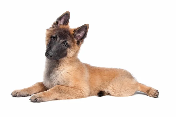 Belgische herder (Tervuren) puppy — Stockfoto