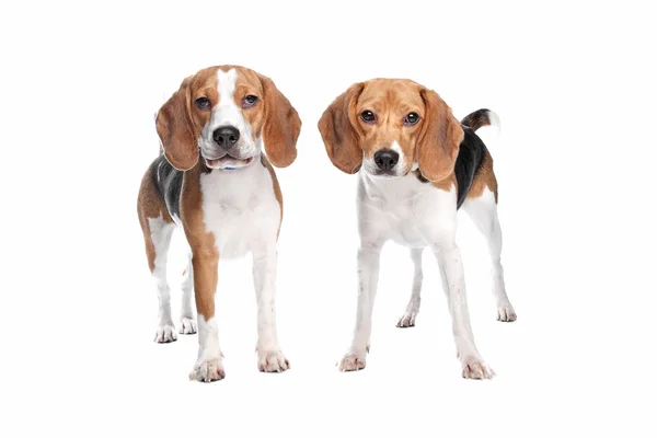 Twee beagle honden — Stockfoto