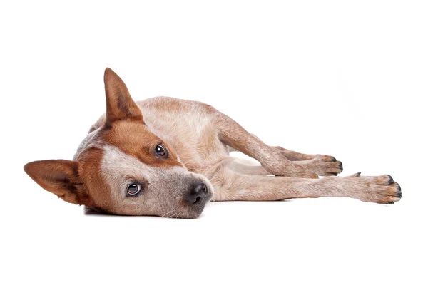 Australischer Rinderhund (rotes Fell)) — Stockfoto