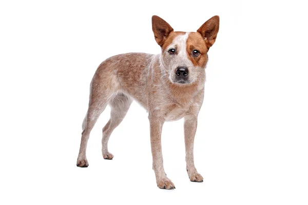Австралійський пастуший собака (червоне пальто) — стокове фото
