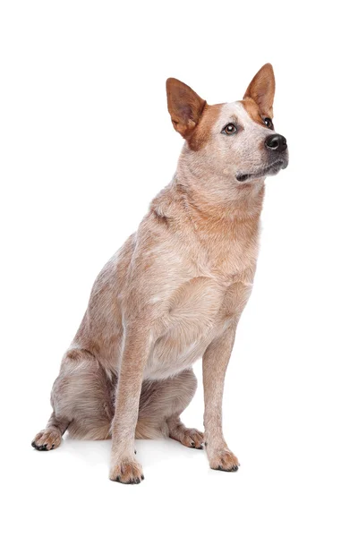 Australský honácký pes (červený kabát) — Stock fotografie