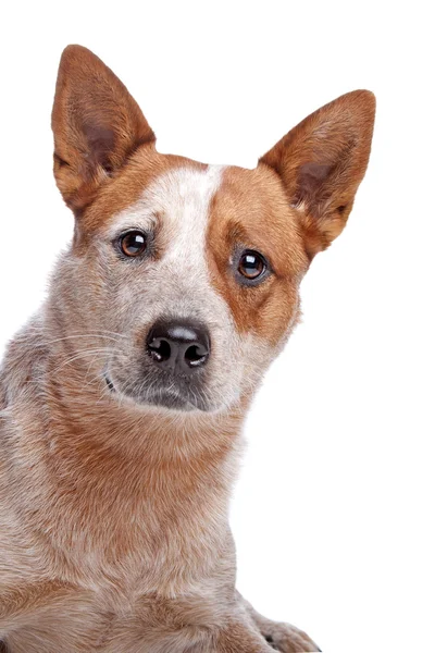 Australischer Rinderhund (rotes Fell)) — Stockfoto