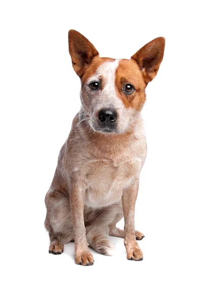 Australský honácký pes (červený kabát) — Stock fotografie