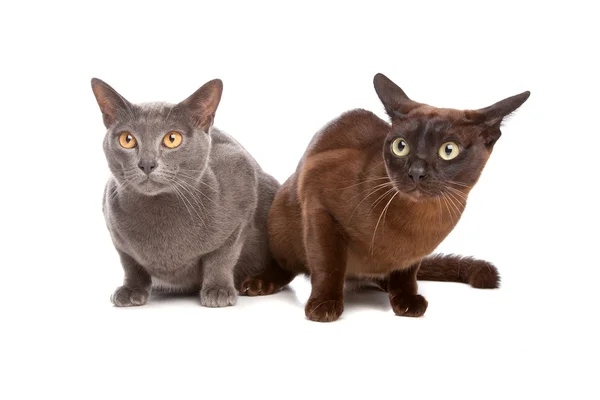 2 버마어 고양이 — 스톡 사진