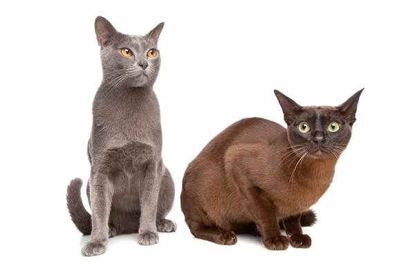 Två burmesiska katter — Stockfoto