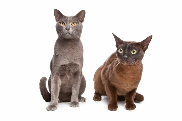 Two Burmese cats — Stock Photo, Image