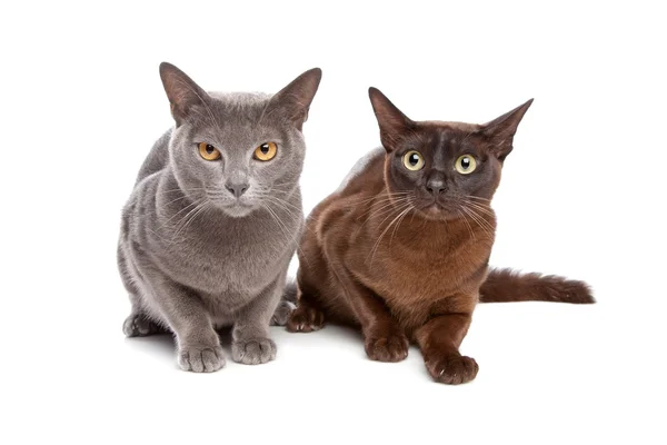 两个缅甸猫 — 图库照片
