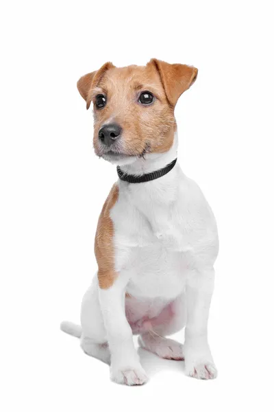 Jack Russel terrier perro — Foto de Stock