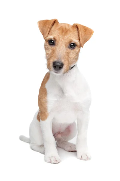 Jack Russel terrier perro — Foto de Stock