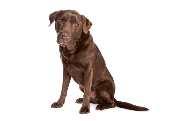 Chocolate Labrador Retriever — Stock Photo, Image