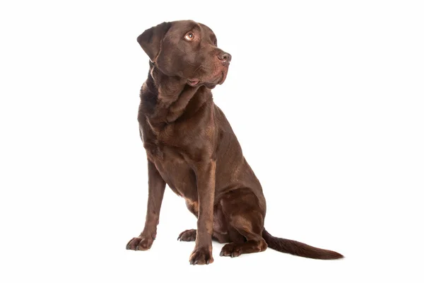 Perro perdiguero de labrador chocolate — Foto de Stock
