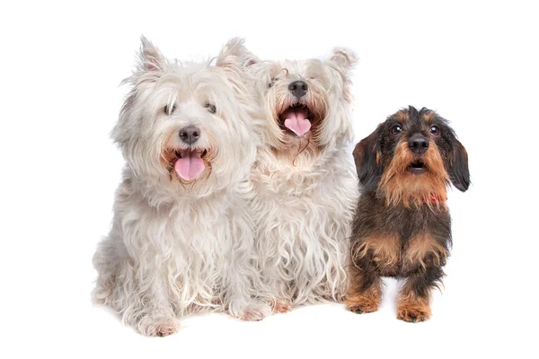 Dois terrier branco do planalto ocidental e um dachshund cabeludo do fio — Fotografia de Stock