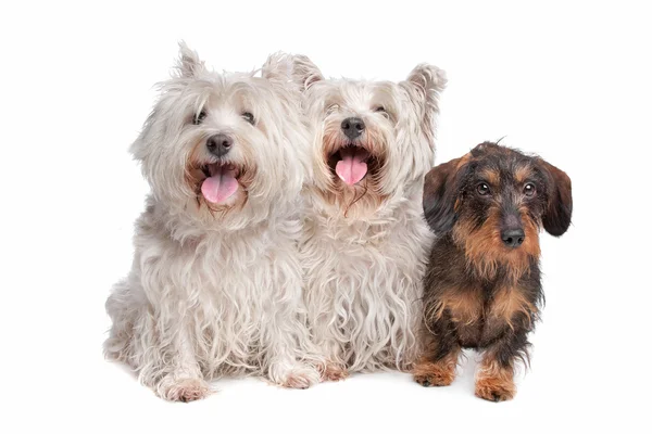 Dos terrier blanco de las tierras altas del oeste y un dachshund de pelo de alambre — Foto de Stock