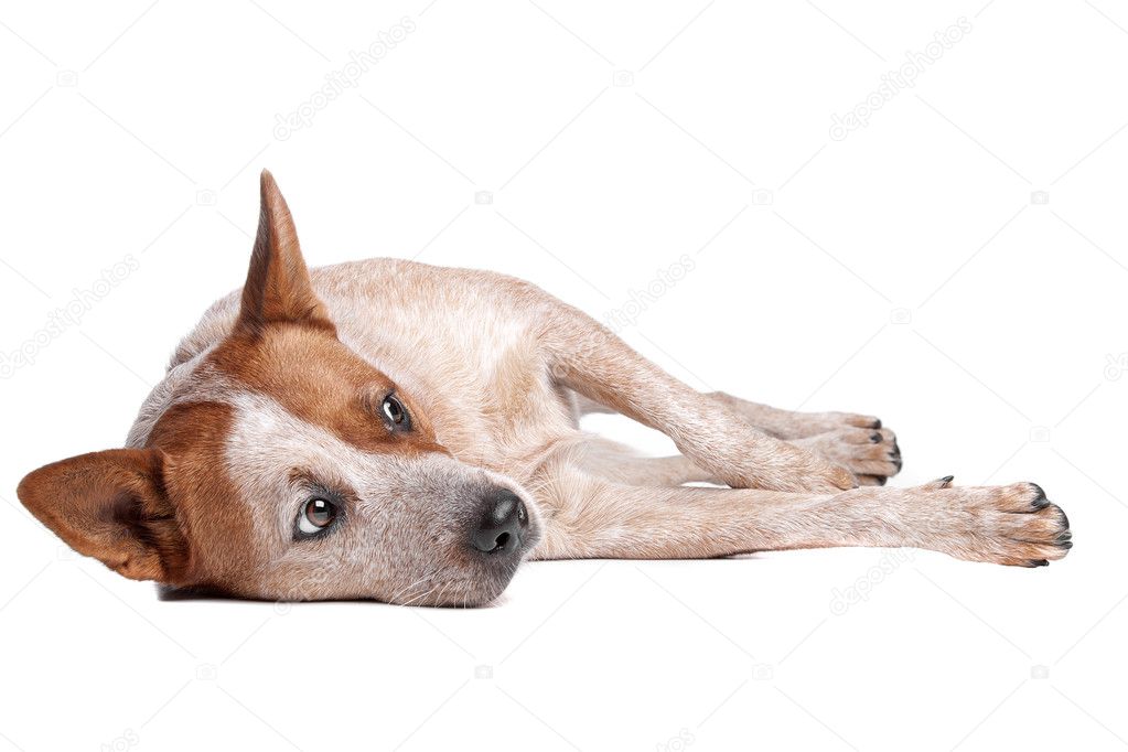 Australian Cattle Dog (red coat) — Stock Photo © eriklam 10932143