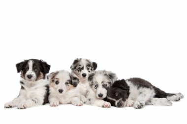 Group of five border collie puppies clipart