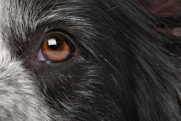 Olho de cão close-up — Fotografia de Stock