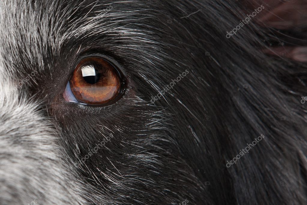Remove Skin Tag Dog Eyelid