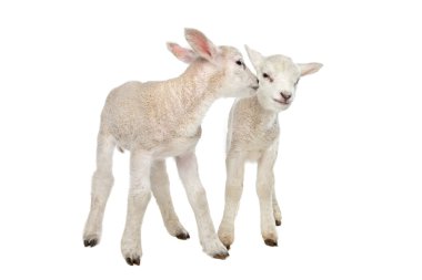 Two little lambs clipart