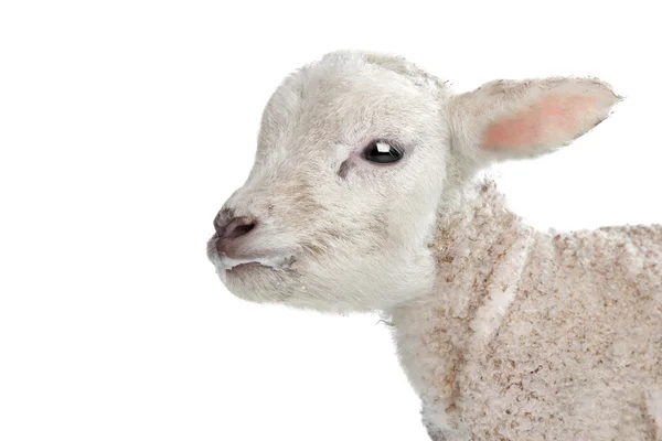 子羊 — ストック写真