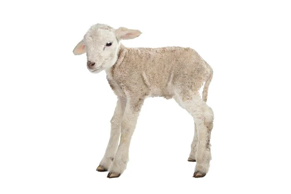 One day old Lamb — Stock Photo, Image