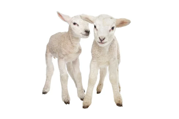 Dvě malé ovečky — Stock fotografie