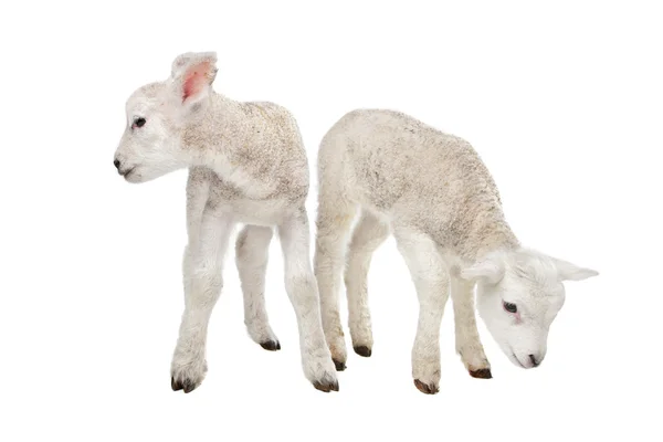 Two little lambs — Stock Photo, Image