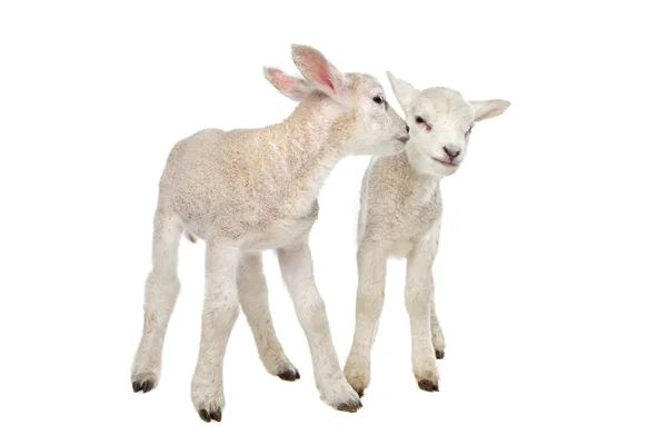Two little lambs — Stock Photo, Image