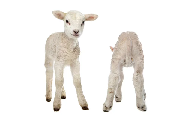 Dvě malé ovečky — Stock fotografie