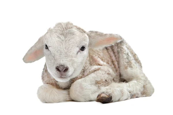 One day old Lamb — Stock Photo, Image