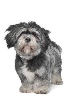 Lhasa apso