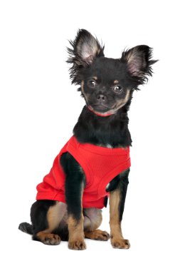 Kırmızı gömlek ile Chihuahua