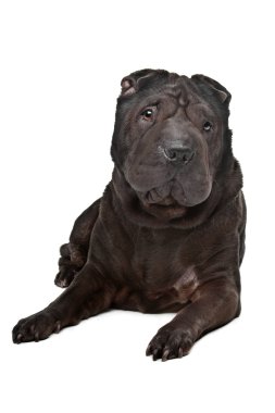 Shar-pei