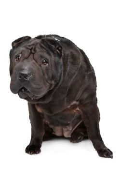 Shar-pei