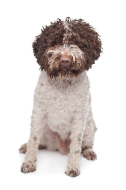 lagotto'i romagnola