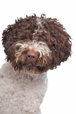 lagotto'i romagnola