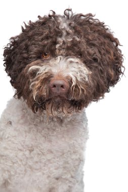 lagotto'i romagnola