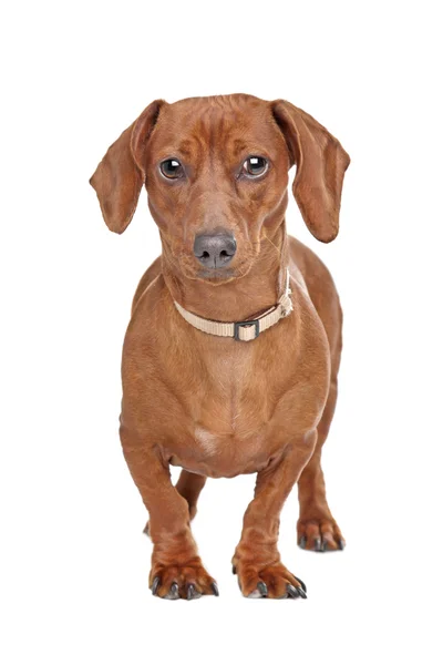 Kısa saçlı dachshund — Stok fotoğraf