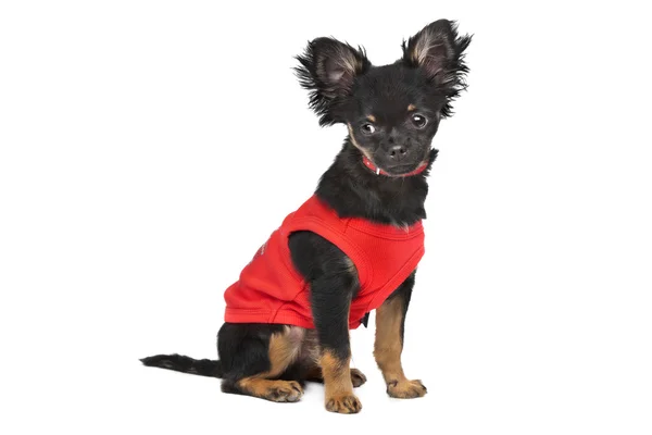 Chihuahua with red shirt — Stock Photo, Image