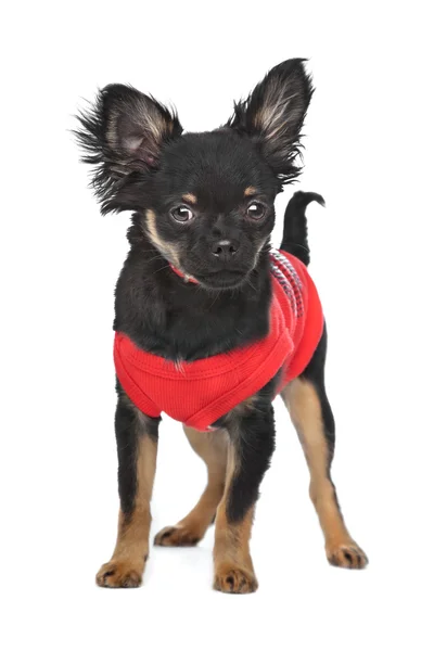 Chihuahua met rode shirt — Stockfoto