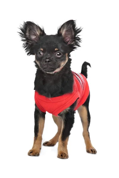 stock image Chihuahua with red shirt