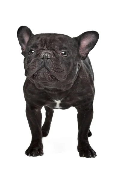 Bulldog francese marrone scuro — Foto Stock