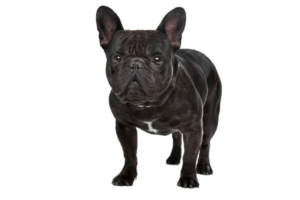 Dark brown French bulldog — Stock Photo, Image