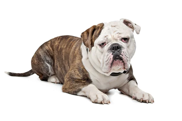 Gamla engelska bulldog — Stockfoto