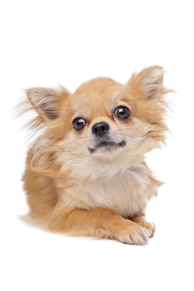 Chihuahua dai capelli lunghi marrone — Foto Stock