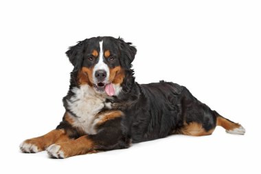 Bernese dağ köpeği