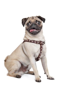 Pug köpek