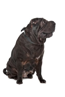 Shar-pei