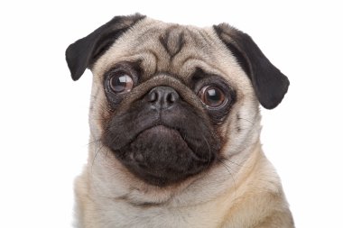 Pug köpek